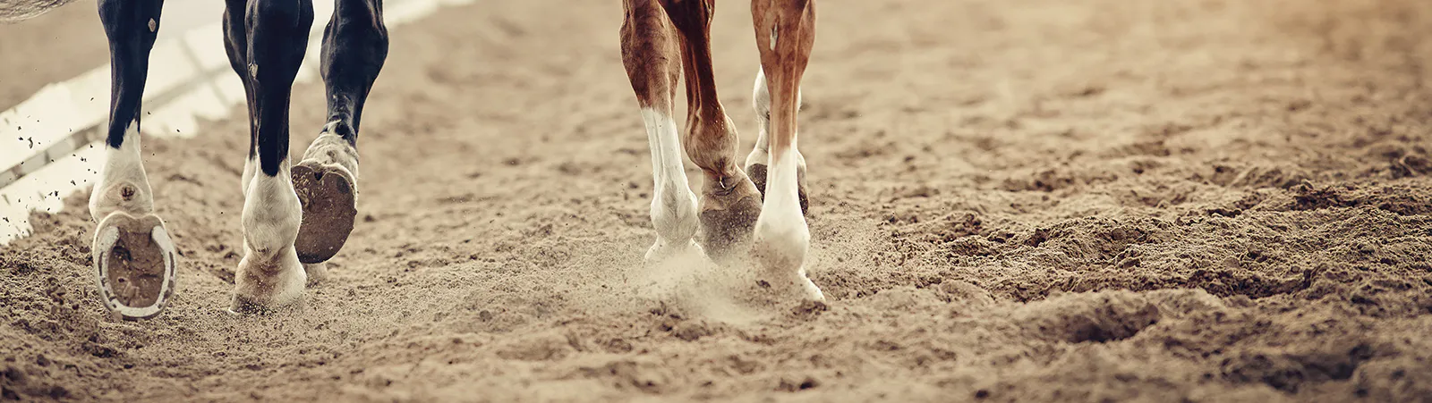 horse arena sand