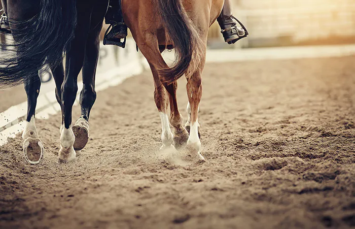 Sand Riding Arena Horse Arena Sand | Sand for Horse & Riding Arenas