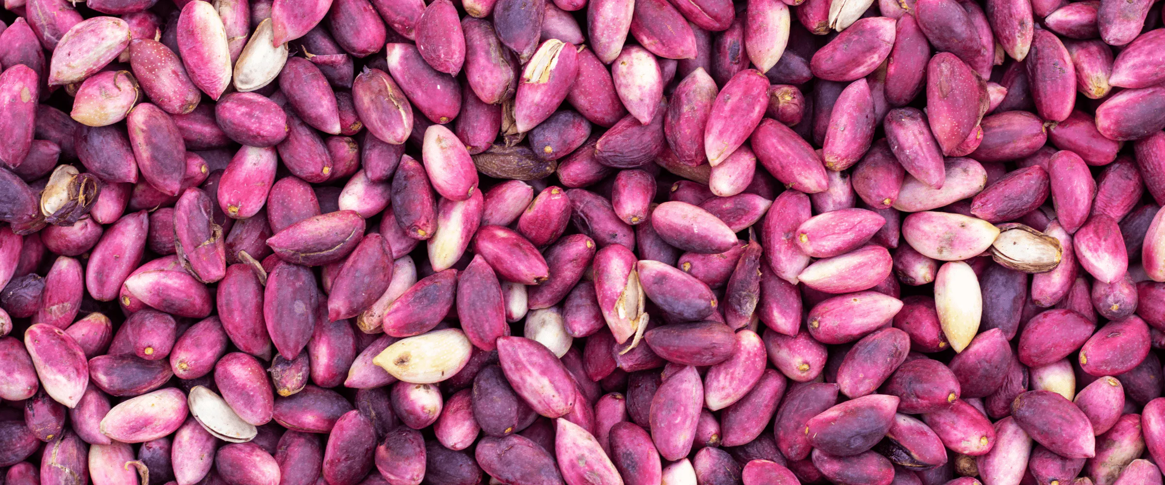 pistachio harvest 