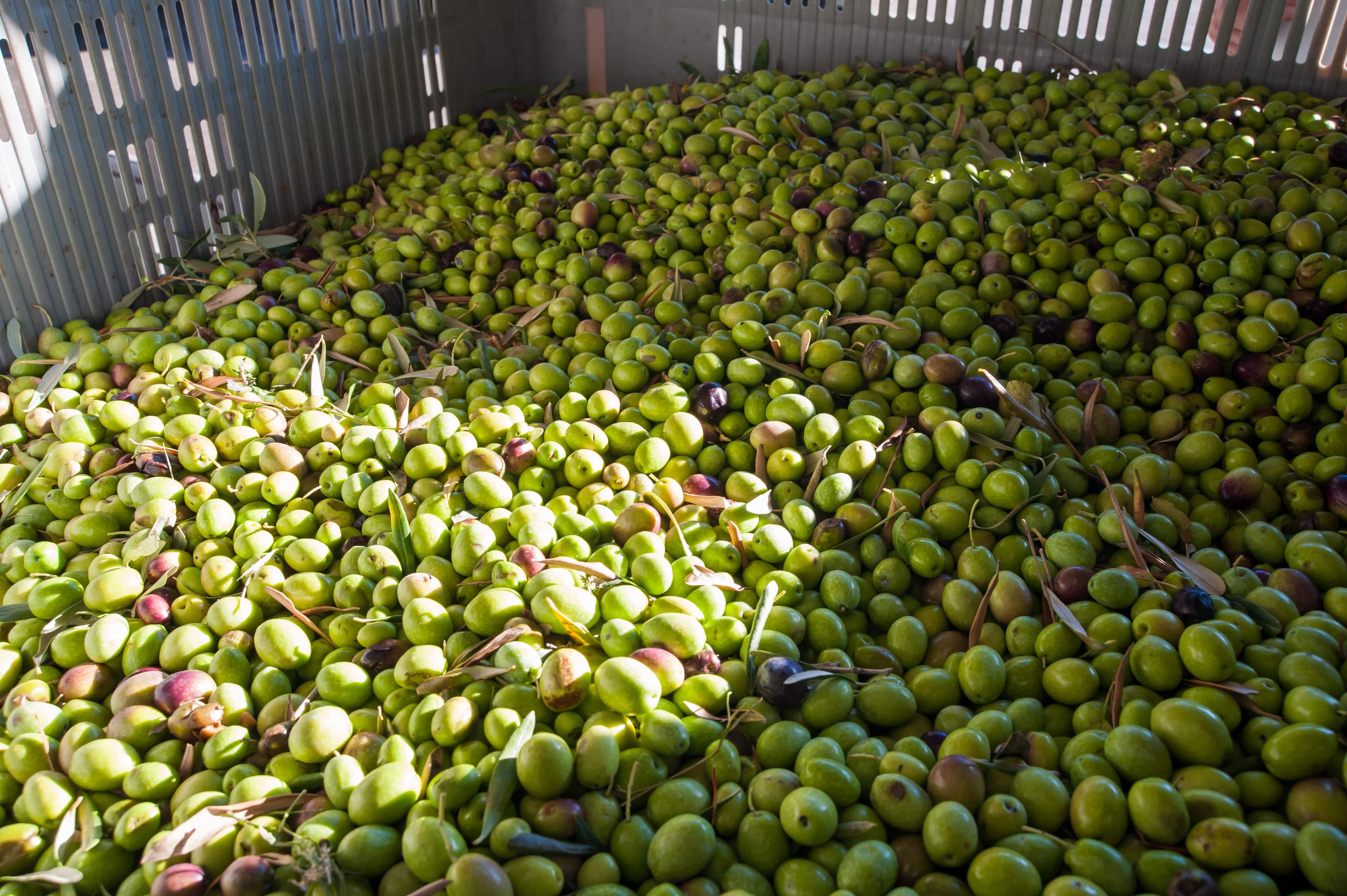 G3 Ag Hauling is Ready to Move Your California Olives.