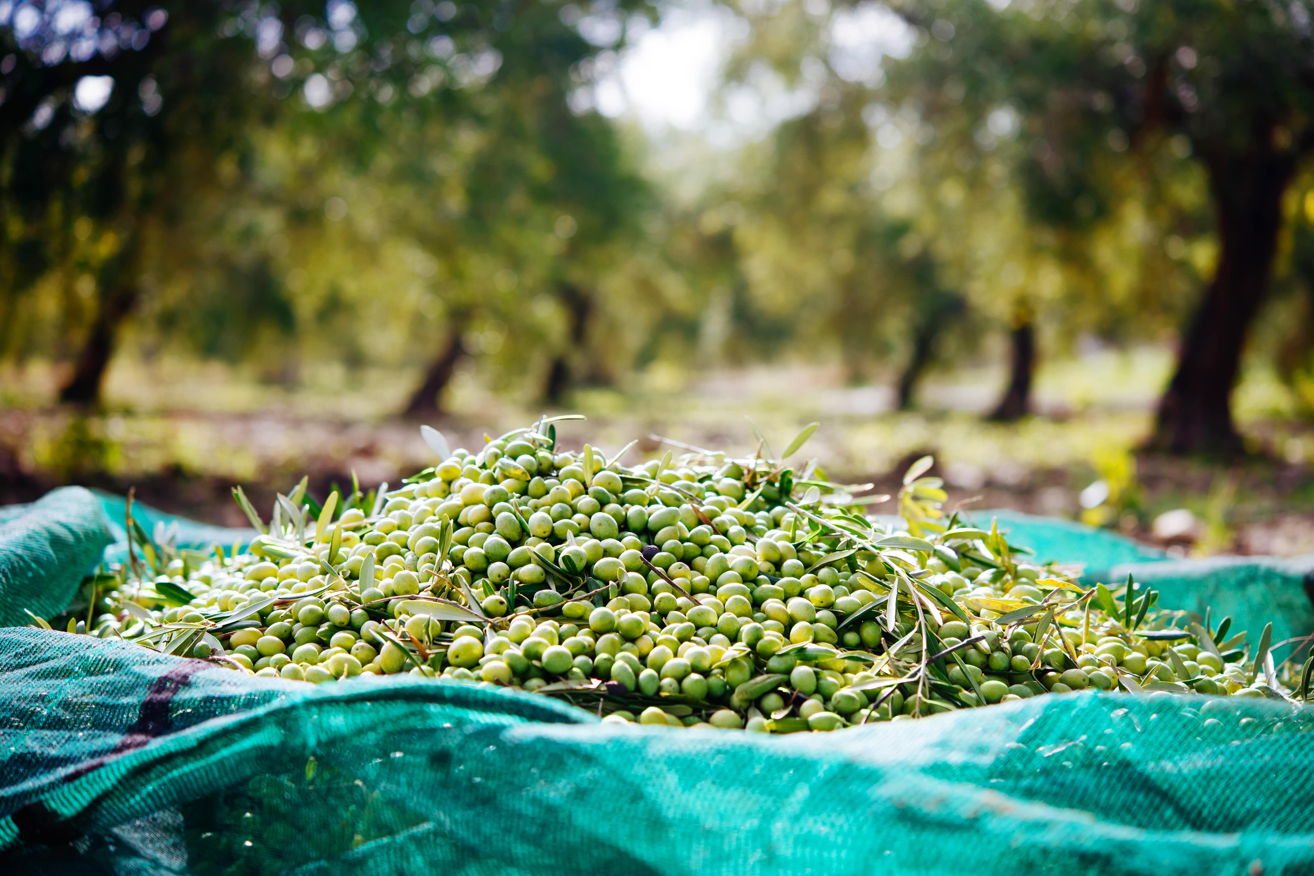 G3 Ag Hauling is Ready to Move Your California Olives.