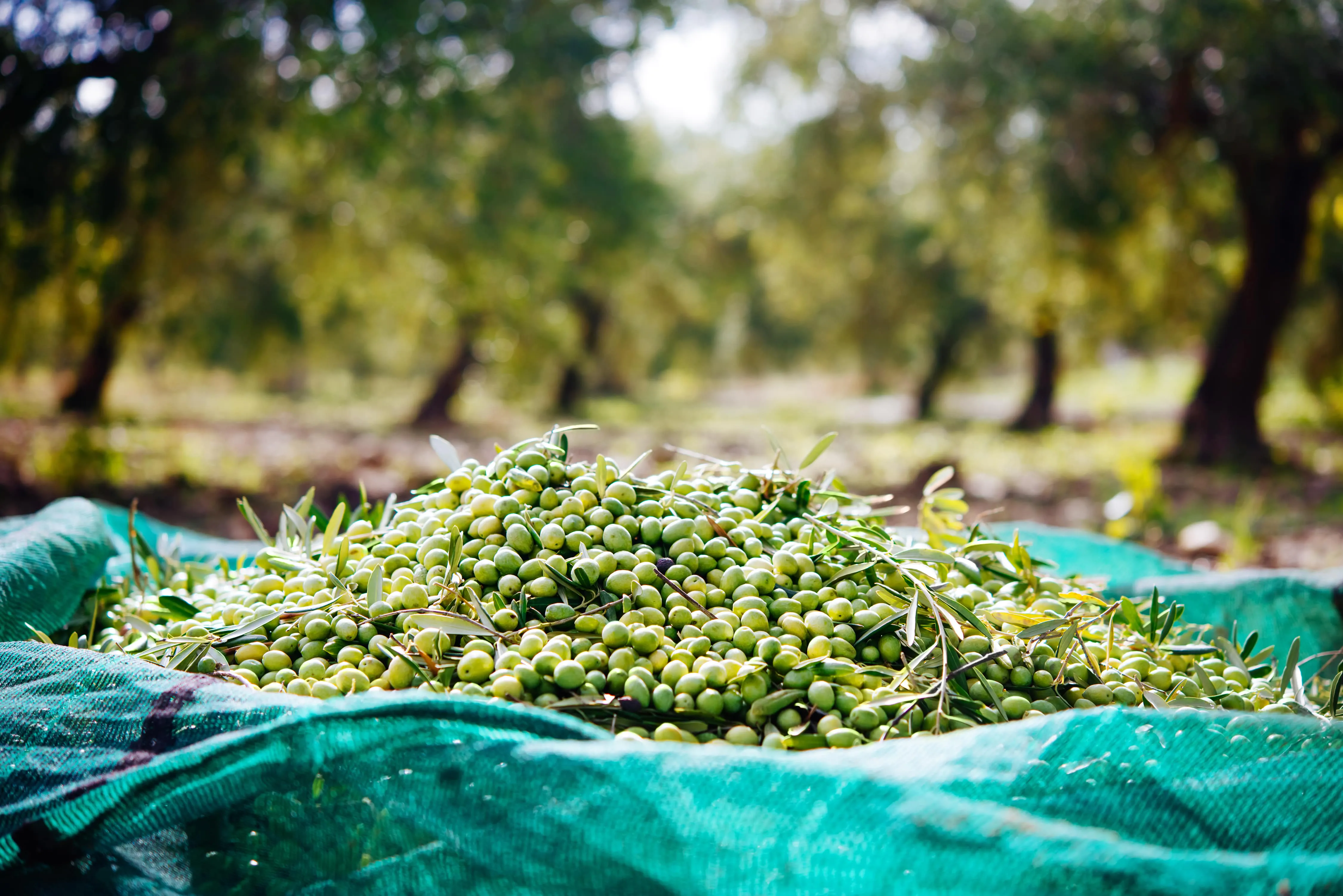 California olives being harvested