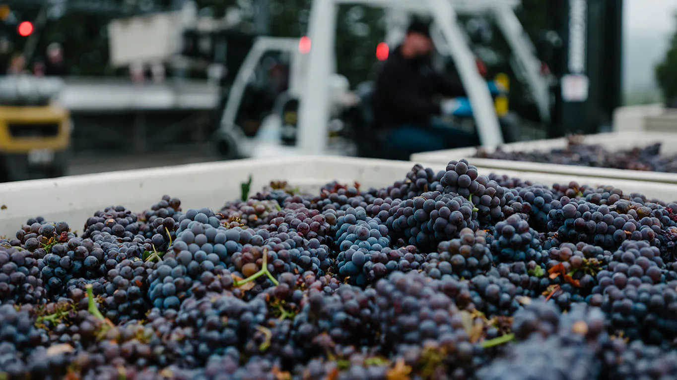 winegrape harvest hero 