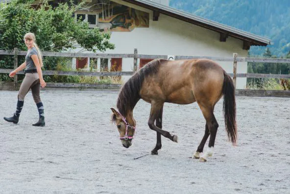 Get the Best Horse Arena Footing with G3 Enterprises' Sand Products 