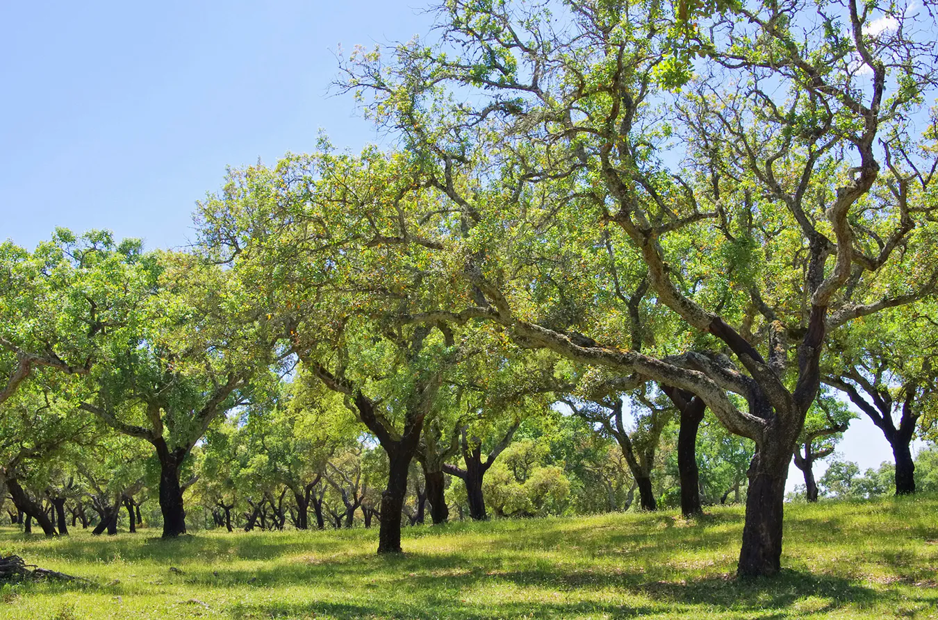 cork tree