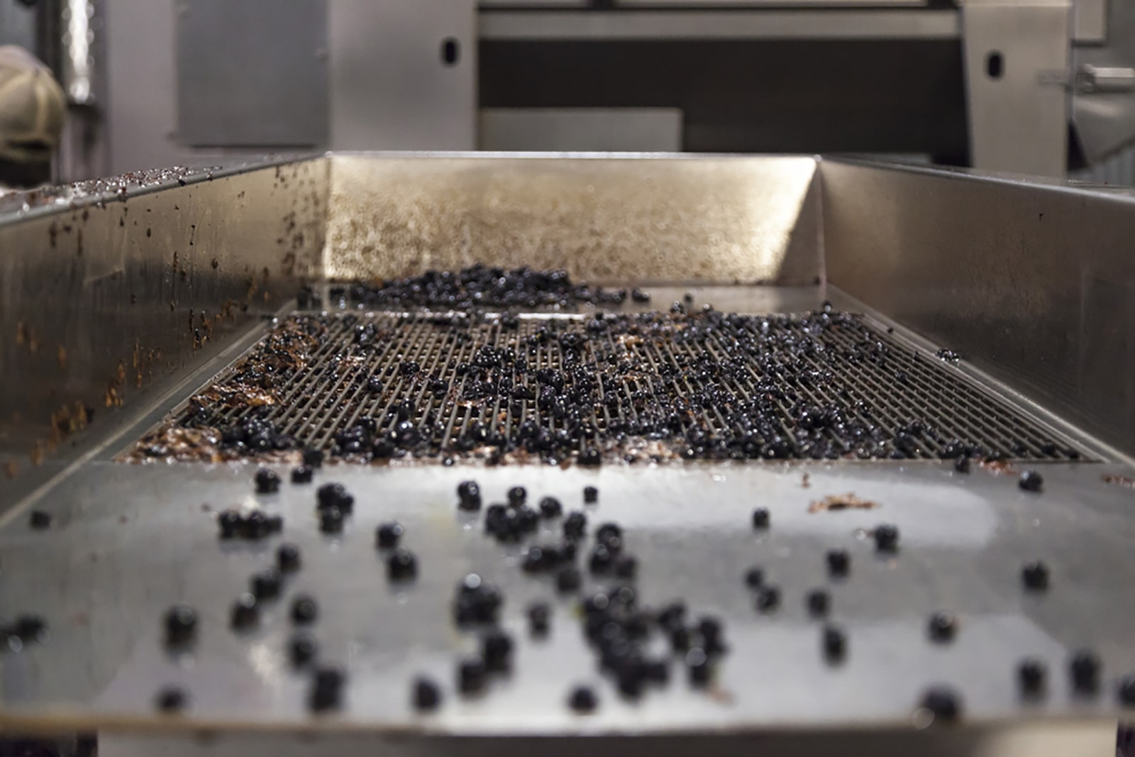 Grape Sorting & Selection Equipment